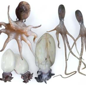 现代鱿鱼3D模型下载